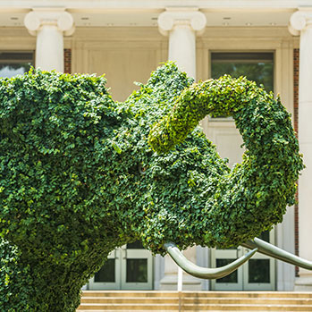 A hedge in the shape of an elephant. Link to Gifts of Life Insurance A hedge in the shape of an elephant. Link to Gifts of Life Insurance